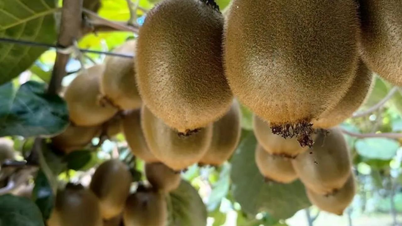 Türkiye'de kivi üretim alanında birinci, üretim ölçüsünde ikinci sırada yer