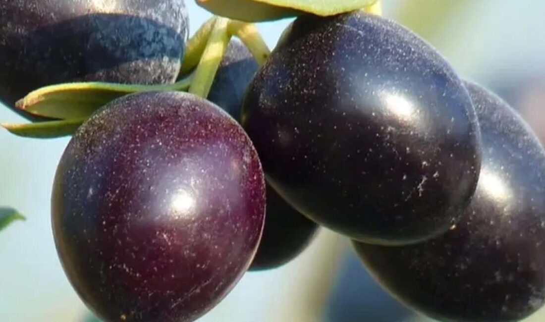 Bursa’nın Gemlik ilçesi, zeytin üretimi ile ön plana çıkıyor. Gemlik