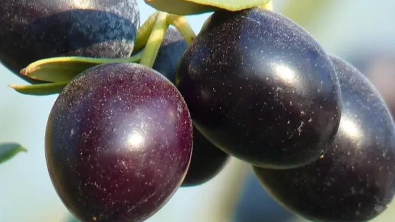 Bursa’nın Gemlik ilçesi, zeytin üretimi ile ön plana çıkıyor. Gemlik
