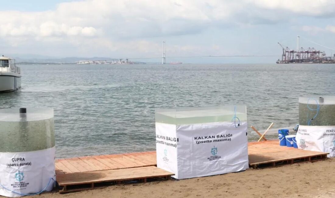 Kocaeli Büyükşehir Belediyesi, İzmit Körfezi’ne 42 bin balık salan Büyükşehir,