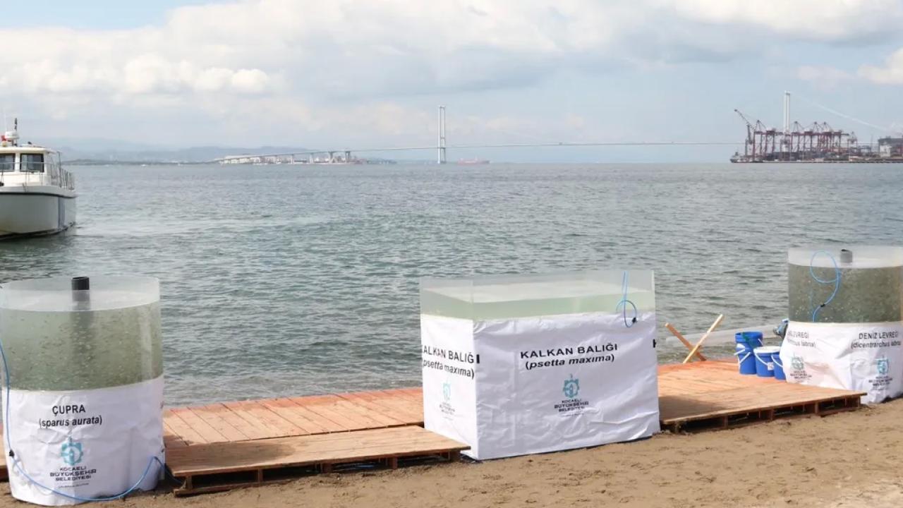 Kocaeli Büyükşehir Belediyesi, İzmit Körfezi’ne 42 bin balık salan Büyükşehir,