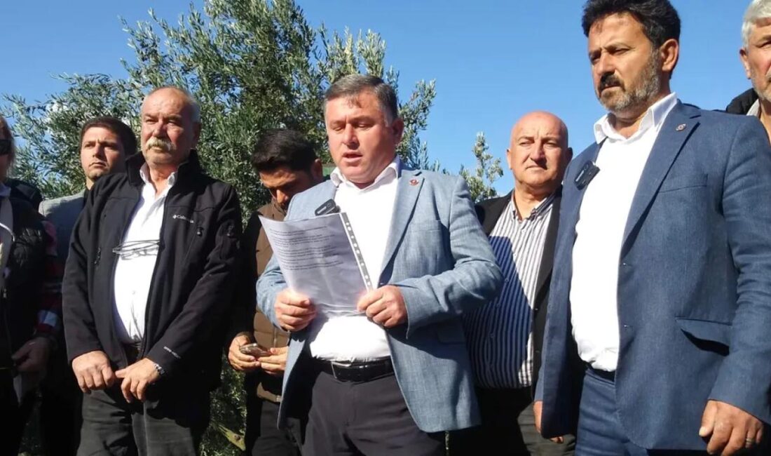 Bursa’da zeytin hasadı ve alım kampanyası öncesinde maliyet hesaplamalarıyla başlayan