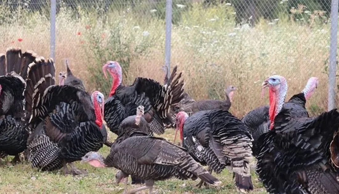 Eylül ayında tavuk eti üretimi 214 bin 116 ton, tavuk