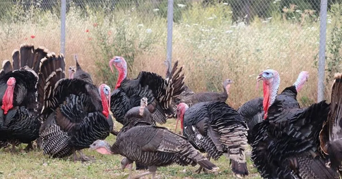 Eylül ayında tavuk eti üretimi 214 bin 116 ton, tavuk