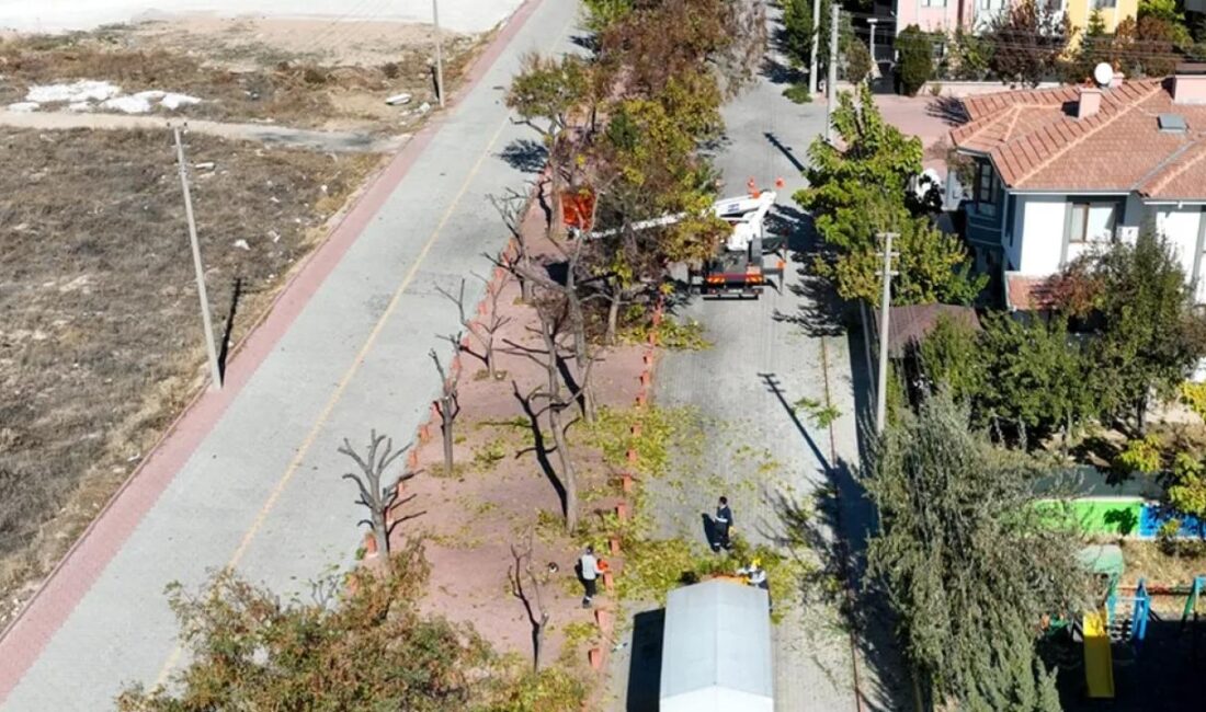 Konya Selçuklu'da mahallî belediye ağaçların rutin bakımlarını gerçekleştiririyor. Takımlar, elektrik
