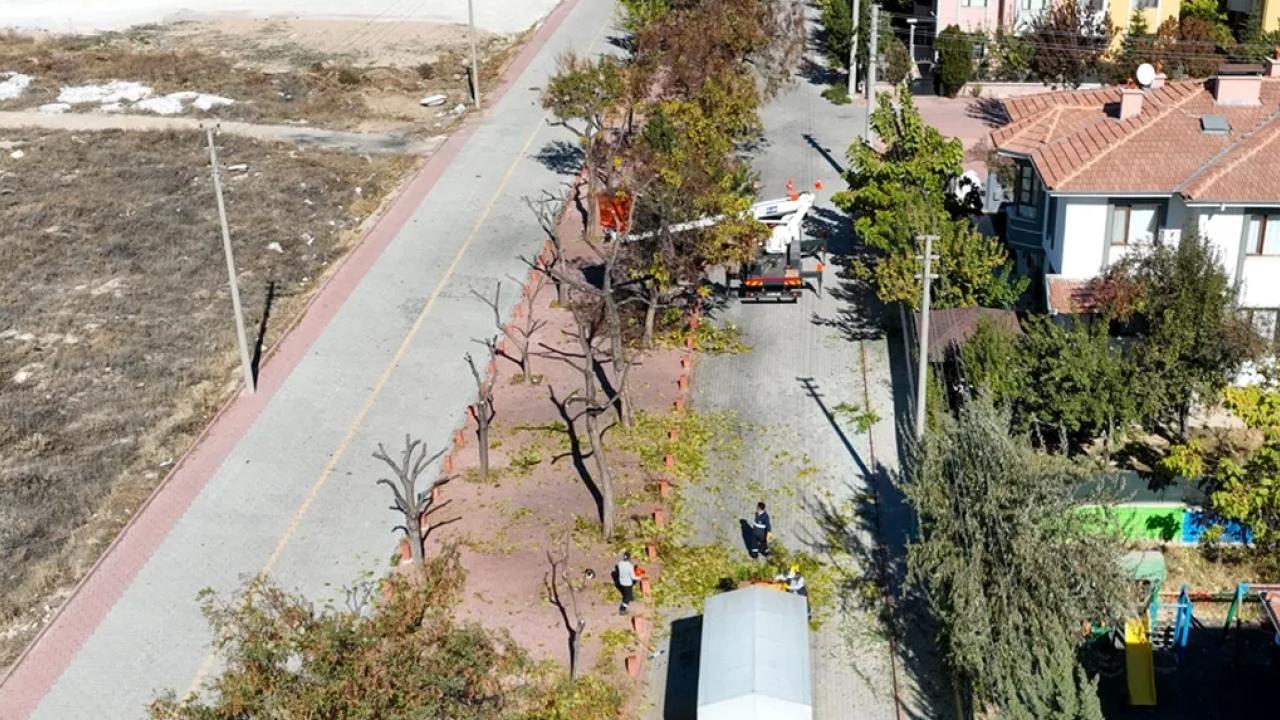 Konya Selçuklu'da mahallî belediye ağaçların rutin bakımlarını gerçekleştiririyor. Takımlar, elektrik