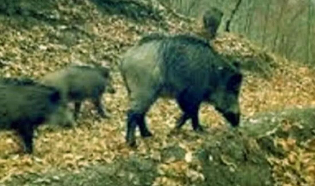 Artvin’de yaban domuzu avlayan 3 kaçak avcıya para cezası uygulandı.