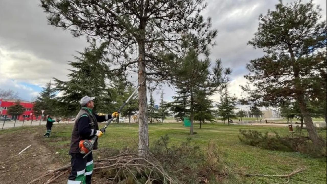 Bursa'nın İnegöl ilçesinde kamusal alanlarda bulunan ağaçlarda yapılan budama çalışması