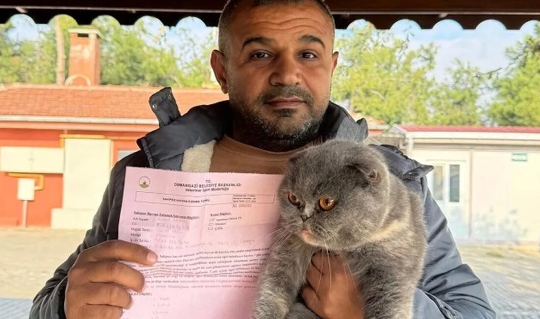 Bursa'da Osmangazi Belediyesi, 2024 yılında 693 kedi ve köpeğin yeni