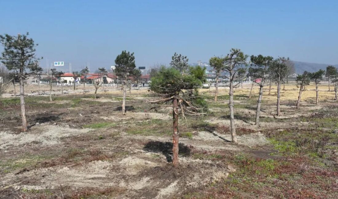 Yeşil hassasiyetine maksimum derecede önem veren, ‘Bu Şehir Hepimizin’ diyerek