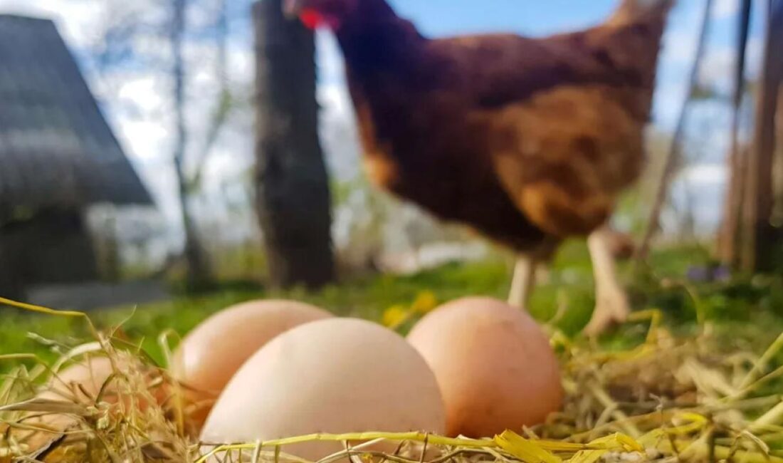 Ocak ayı verilerine göre bir önceki yılın aynı ayına göre,